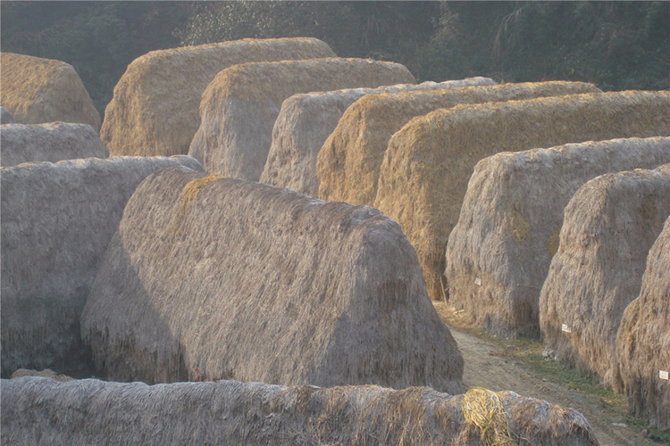宣纸生产的另一种主要原材料——沙田稻草