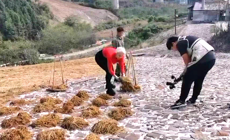 中亚女孩米拉在泾体验宣纸宣笔文化